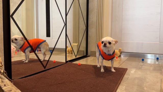 Сколько же у чихуахуа Мии 🐶игрушек? Чихуахуа Мия 🐕. смотреть онлайн