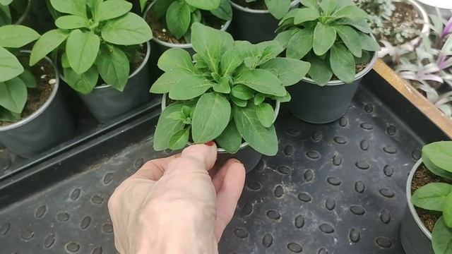 Секреты успешного выращивания вегетативной петунии зимой Мастер класс по прищипке для пышного куста смотреть онлайн