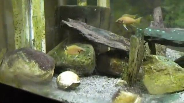 Neolamp. helianthus tank смотреть онлайн