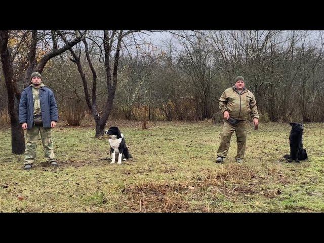 Дворянин и Немецкая овчарка/ Будни Дрессировки #дрессировкасобак #собака #кинолог #немецкаяовчарка смотреть онлайн