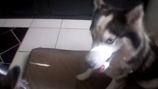 HUSKY WRESTLEMANIA смотреть онлайн