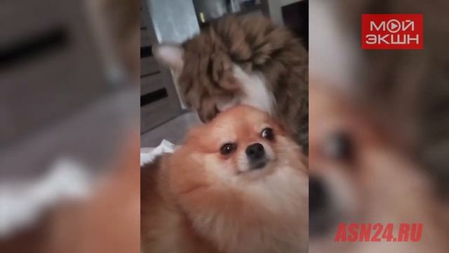 Жительница Благовещенска поделилась трогательной «историей любви» своих питомцев смотреть онлайн