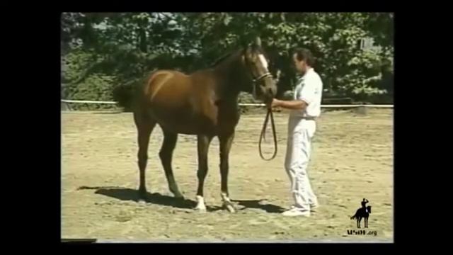 Showing Your Sport Horse in Hand: Preparation and Control смотреть онлайн