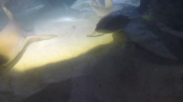 nurse sharks смотреть онлайн