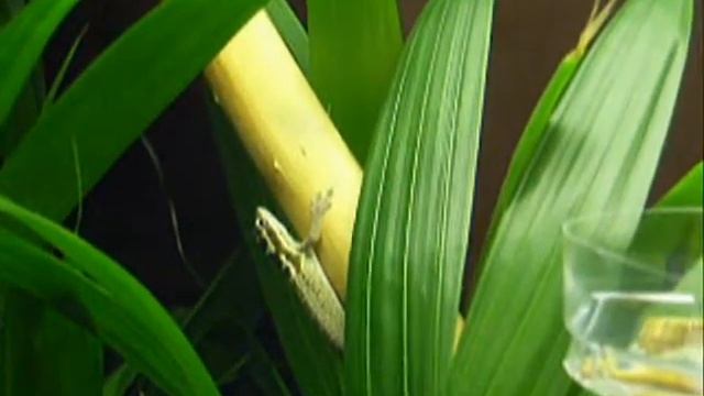Lygodactylus mombasicus (dwarf gecko) hunting for food II смотреть онлайн