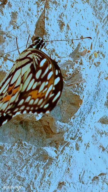 Black Swallowtail Butterfly #shorts смотреть онлайн