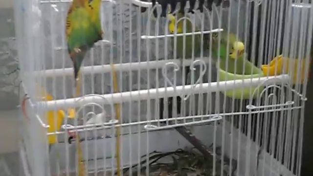 Попугай Читает реп.AVI смотреть онлайн