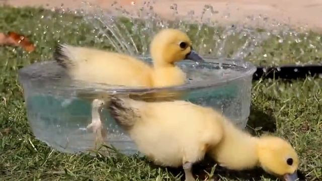 Ducklings in paradise смотреть онлайн