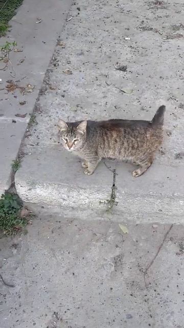 Котик с коротким хвостом прыгает🐈 #pişik #cat #кошка #животное #elgato #cute #animal смотреть онлайн