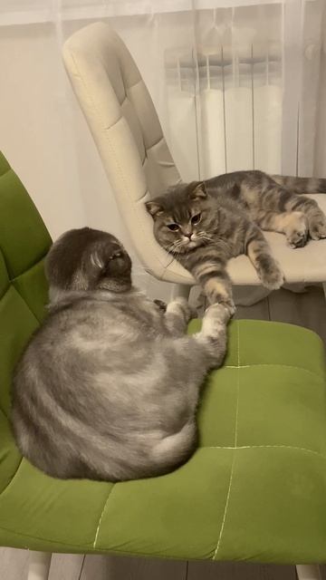 Кошка докапываться до кота и получает по морде смотреть онлайн