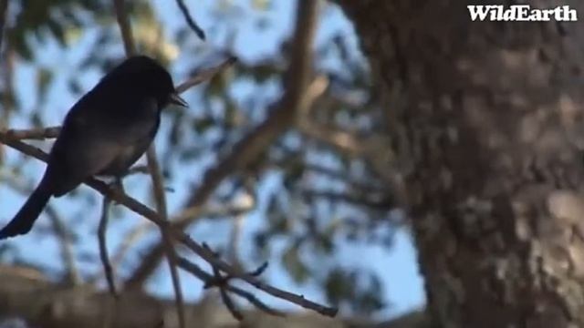 2011-05-14 PM drive Safari TV Birds with Tara смотреть онлайн