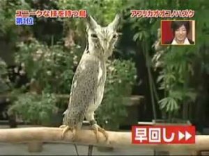 Японская Хитрожопая сова.