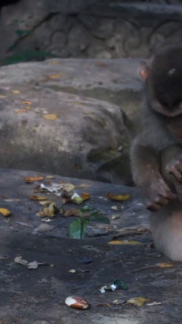 Monkey-The Angkor Monkey смотреть онлайн