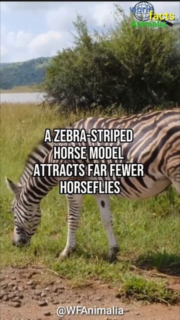 ZEBRA STRIPES AS BUG REPELLANT!!! | World Facts Animalia #shorts #worldfactanimalia #zebra смотреть онлайн