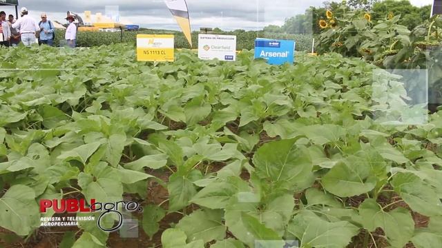 Interagro estuvo presente el Día de Campo Agrícola de CAICO 2023 смотреть онлайн