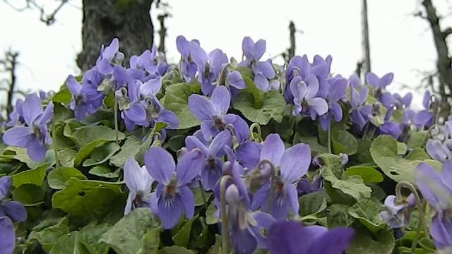 Viola odorata смотреть онлайн