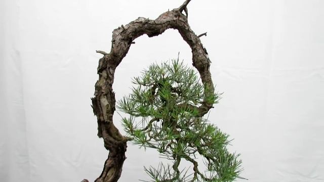 Bonsai van het Westen 2014 Pinus смотреть онлайн