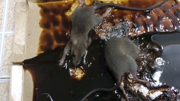 Effective mouse trap from mouse glue | Good mouse trap