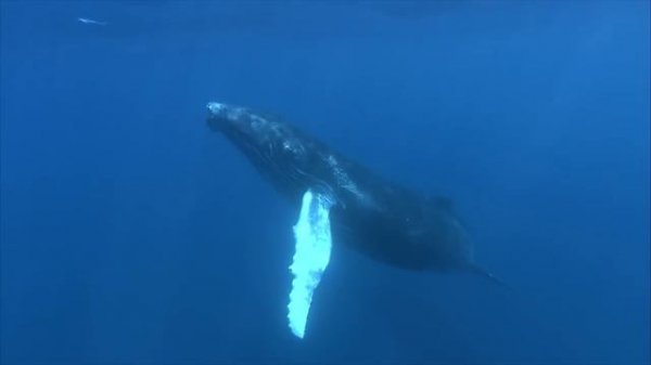Whales Singing: The Most Relaxing Sound In The World #whales