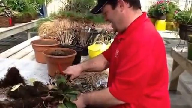 Culver's Garden Center Demo Series - "Dividing Perennials" смотреть онлайн