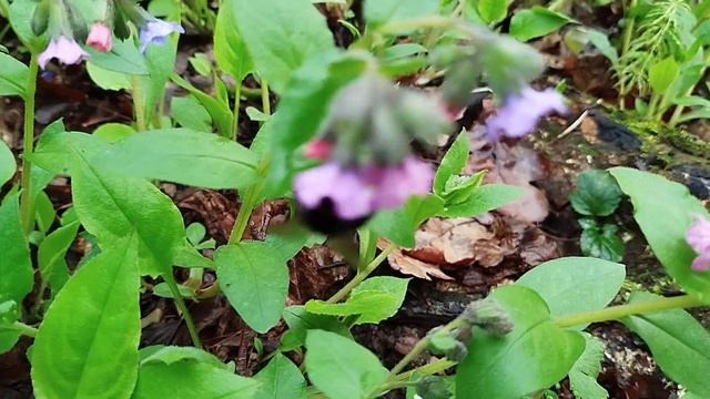 Шмель в процессе сбора пыльцы с диких лесных цветов смотреть онлайн