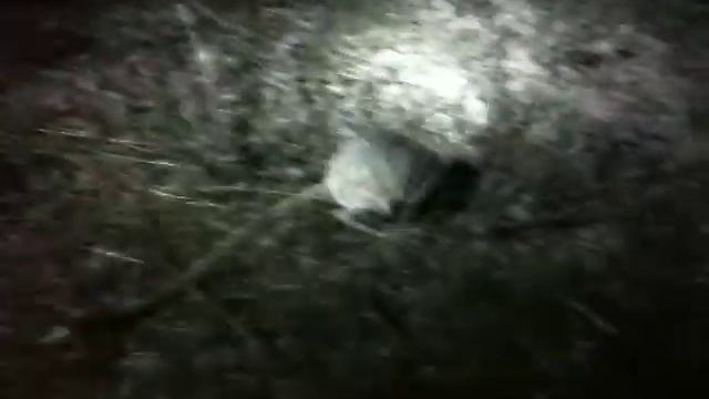 Azeri tushkanchik.MOV смотреть онлайн