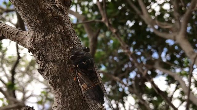 Cicada in Rodd Park, Sydney смотреть онлайн