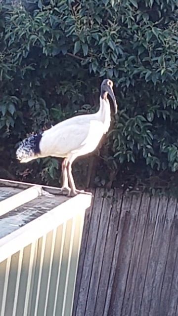 AUSSIE WHITE IBIS BIRD 🇦🇺🪃🦜🐦🦅🕊 смотреть онлайн