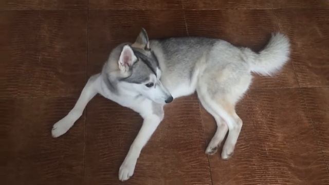 Вой Хаски можно слушать вечно! смотреть онлайн