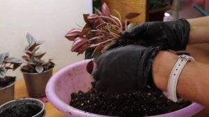 Пеперомия Наполи Найт - деление, размножение, пересадка и уход