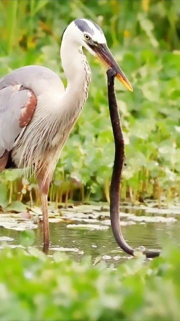 heron eating snake 🐍 смотреть онлайн