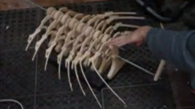 trilobite test 02.flv смотреть онлайн
