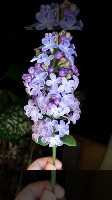 Сирень из холодного фарфора смотреть онлайн