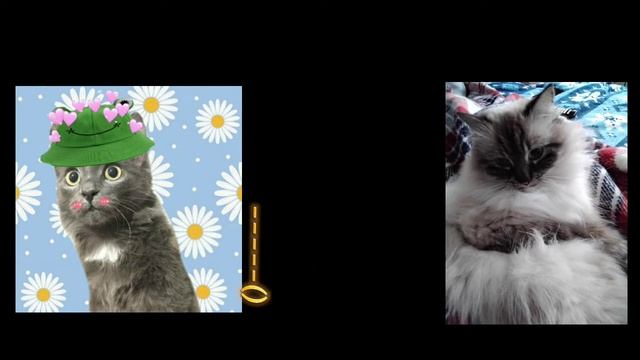 Василиса & Мася - День корма (Тизер клипа 2021) смотреть онлайн