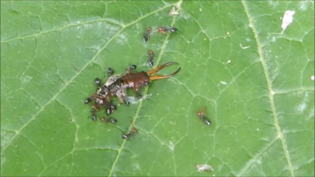 Hormigas Asesinas se comen una Forficula auricularia смотреть онлайн
