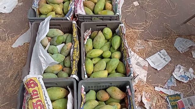 Ahmedabad wholesale fruit market | 06 JUNE 2022 | अहमदाबाद फ्रूट मंडी मे फ्रूट के भाऊ.. смотреть онлайн