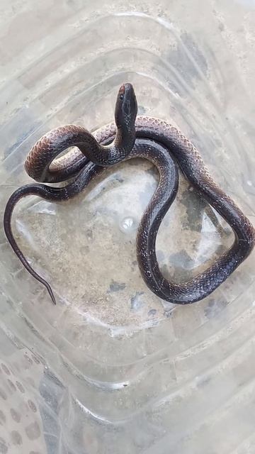 #snake #krait #cobra #nature #wildlife #reptiles #animals #shortsvideo смотреть онлайн