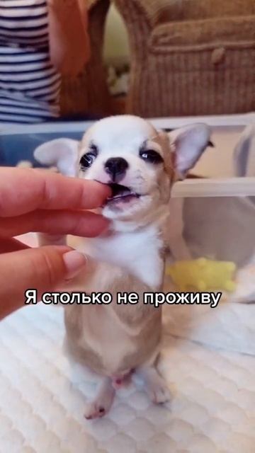 Щенки чихуахуа РКФ #чихуахуа #щенкичихуахуа #высокопородные #рек #чихирулят смотреть онлайн