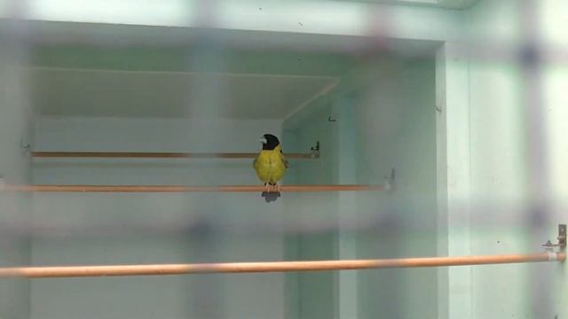 Coccothrautes affininis 1 смотреть онлайн