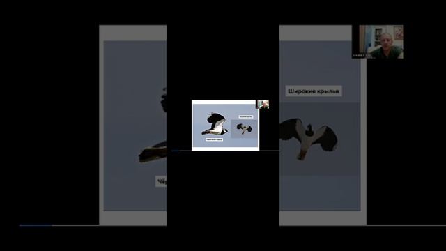 берд6 чибис,кулик смотреть онлайн