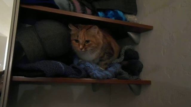 Могу и пошипеть! Кошка Подушка дерётся! смотреть онлайн