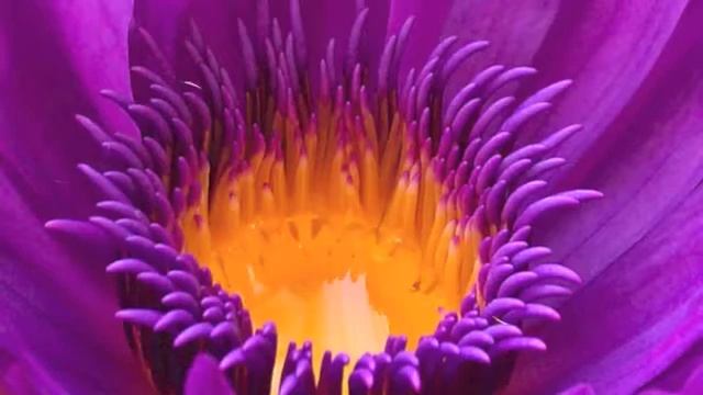 Law of Attraction Slideshow смотреть онлайн