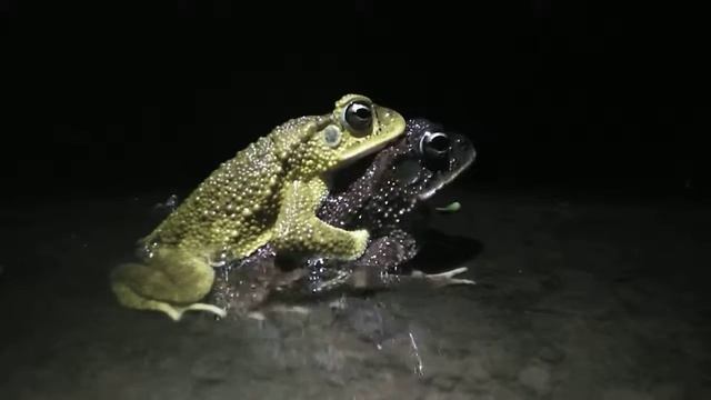 Incilius Luetkenii смотреть онлайн