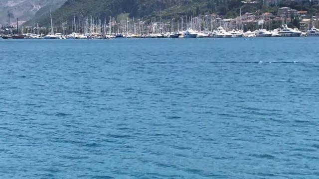 То ли пингвин, то ли дельфин :) смотреть онлайн