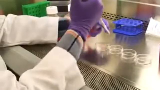 HMGB1 Protein Role in Helix Distorting, Site-specific DNA ICLs | Protocol Preview смотреть онлайн
