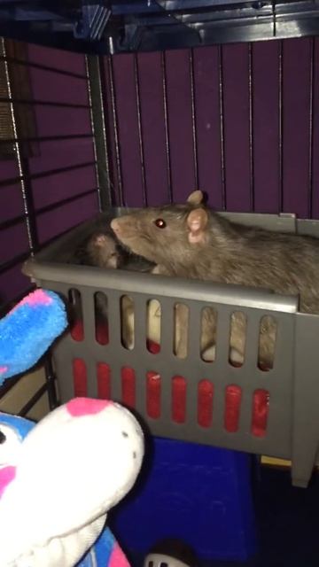 Rat dominance behaviour смотреть онлайн