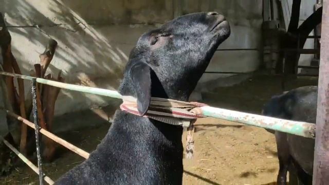 ХИСОРИ КОЧКОР СОТИЛАДИ +998991887010 (Махмуд). ГИССАРСКИЙ КУЧКАР.🔥😻 смотреть онлайн