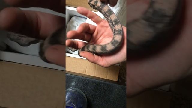 Unboxing 2 Maxx Pink Argentine Boa Constrictor Occidentalis смотреть онлайн