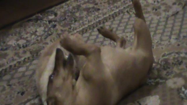 Нюша и Кузя 1 смотреть онлайн