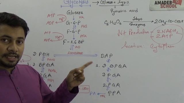 গ্লাইকোলাইসিস । Glycolysis | উদ্ভিদ শারীরতত্ত্ব । HSC Botany Chapter 9 | Fahad Sir
